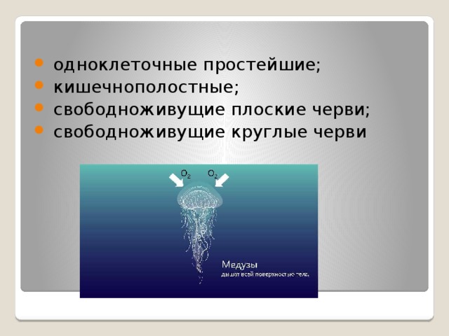  одноклеточные простейшие;  кишечнополостные;  свободноживущие плоские черви;  свободноживущие круглые черви 
