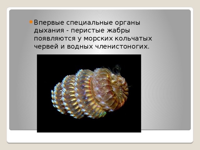 Впервые специальные органы дыхания - перистые жабры появляются у морских кольчатых червей и водных членистоногих. 