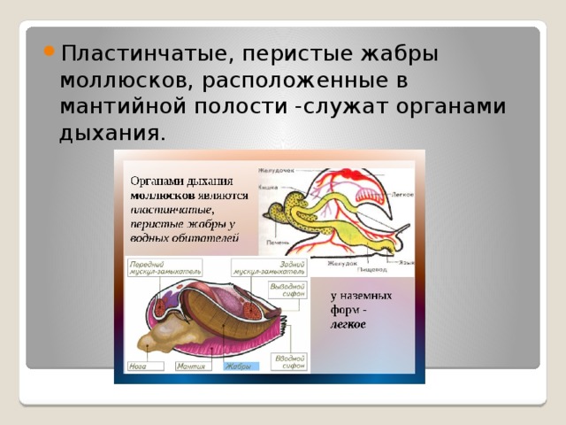 Пластинчатые, перистые жабры моллюсков, расположенные в мантийной полости -служат органами дыхания. 