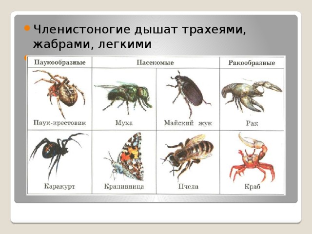 Членистоногие дышат трахеями, жабрами, легкими . 