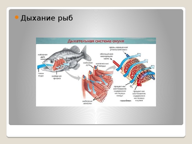Дыхание рыб 