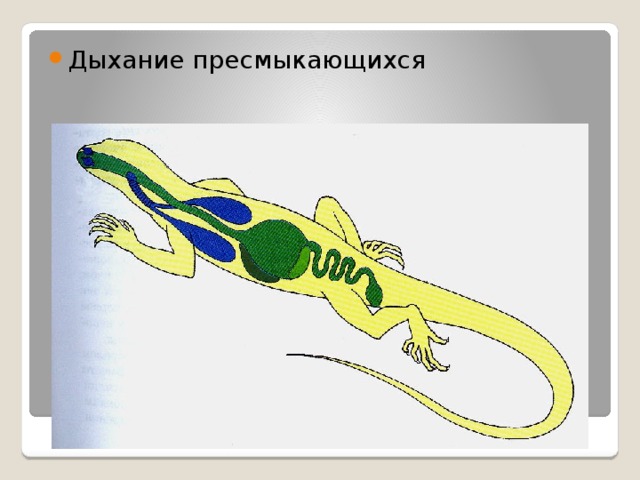 Дыхание пресмыкающихся 