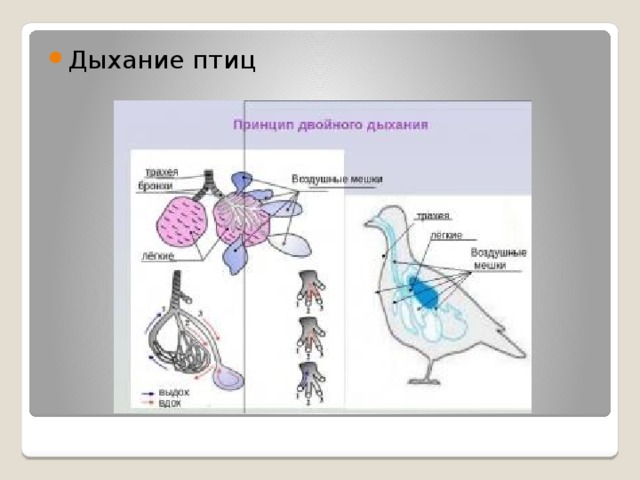 Дыхание птиц 