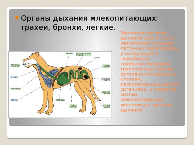 Органы дыхания млекопитающих: трахеи, бронхи, легкие. Эволюция органов дыхания шла по пути увеличения площади легочных перегородок, участвующих в газообмене, совершенствования транспортных систем доставки кислорода к клеткам, расположенным внутри организма, и развития систем, обеспечивающих вентиляцию органов дыхания.   