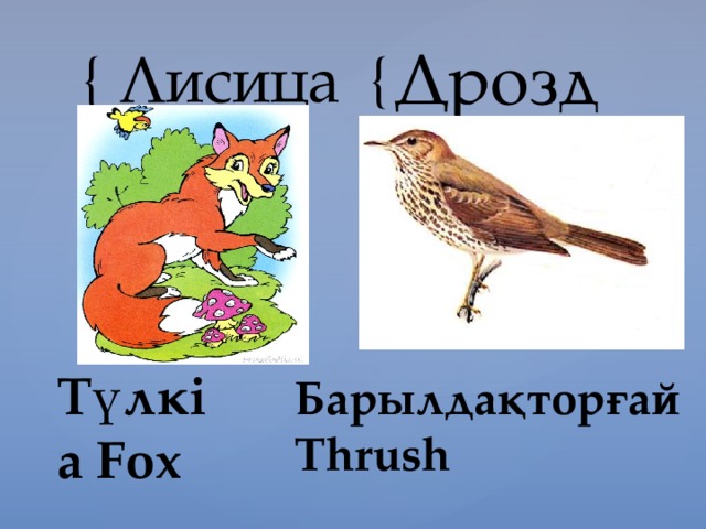 Лисица Дрозд Түлкі a Fox  Барылдақторғай Тhrush  