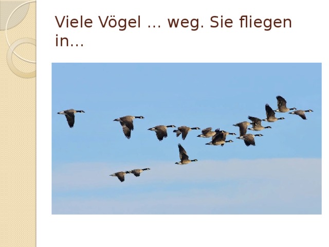 Viele Vögel … weg. Sie fliegen in… 