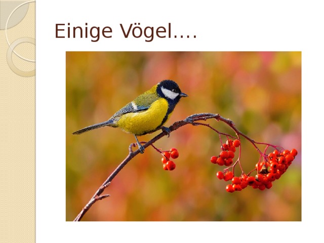 Einige Vögel…. 