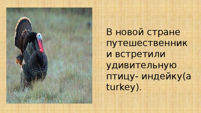 В новой стране путешественники встретили удивительную птицу- индейку(a turkey). 
