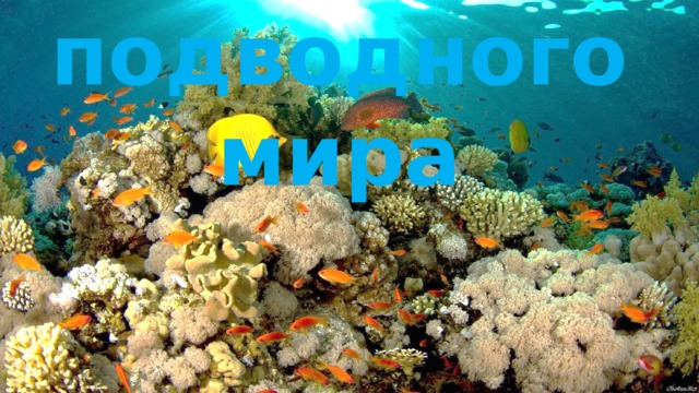 Жители подводного мира 