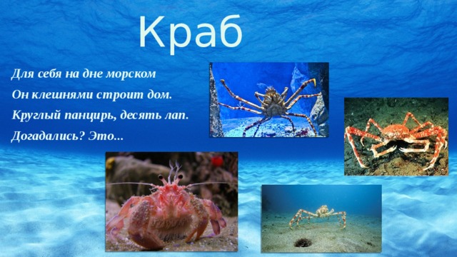 Краб Для себя на дне морском Он клешнями строит дом. Круглый панцирь, десять лап. Догадались? Это... 