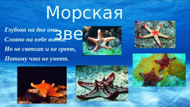 Морская звезда  Глубоко на дне она  Словно на небе видна.  Но не светит и не греет,  Потому что не умеет. 