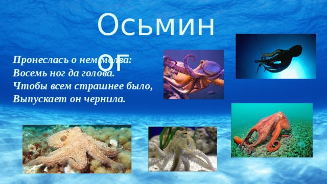 Осьминог Пронеслась о нем молва: Восемь ног да голова. Чтобы всем страшнее было, Выпускает он чернила. 