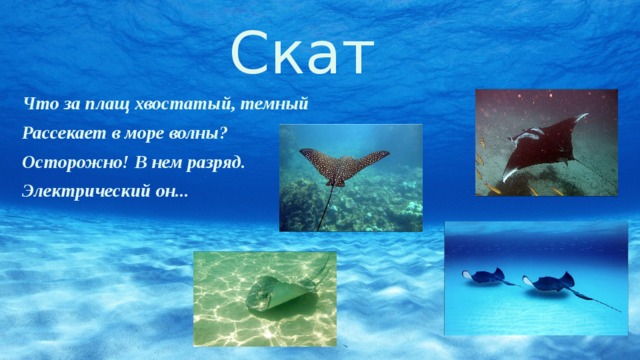 Скат Что за плащ хвостатый, темный Рассекает в море волны? Осторожно! В нем разряд. Электрический он... 