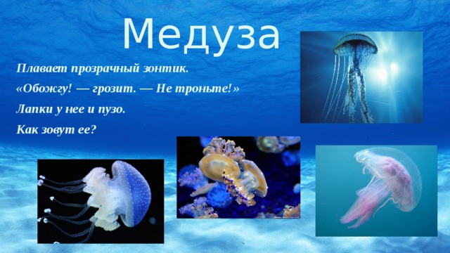 Медуза Плавает прозрачный зонтик. «Обожгу! — грозит. — Не троньте!» Лапки у нее и пузо. Как зовут ее? 