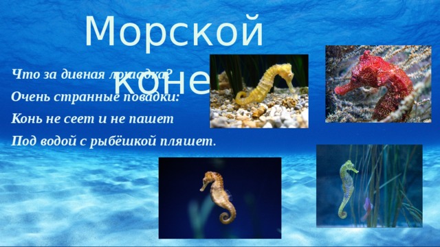 Морской конек Что за дивная лошадка? Очень странные повадки: Конь не сеет и не пашет Под водой с рыбёшкой пляшет . 