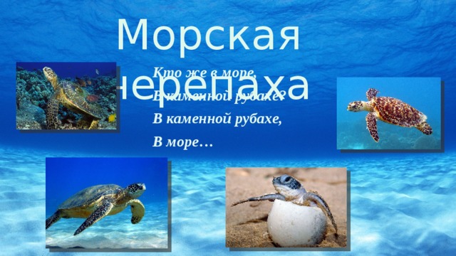 Морская черепаха Кто же в море, В каменной рубахе? В каменной рубахе, В море… 