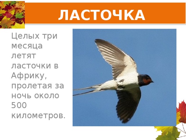 ЛАСТОЧКА Целых три месяца летят ласточки в Африку, пролетая за ночь около 500 километров. 