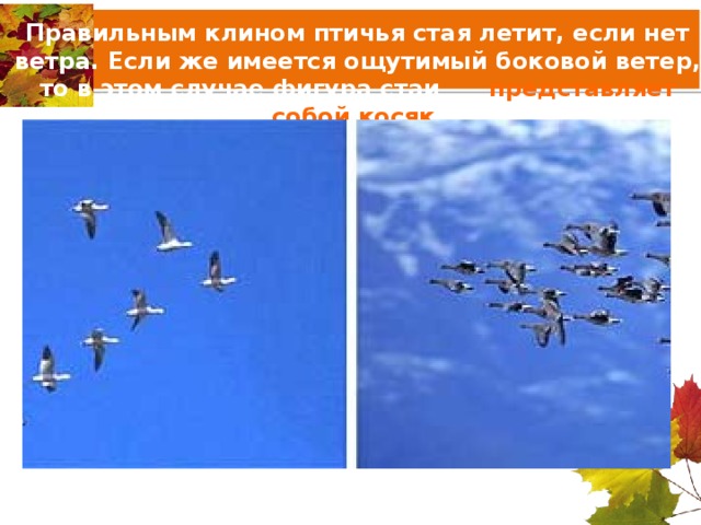 Правильным клином птичья стая летит, если нет ветра. Если же имеется ощутимый боковой ветер, то в этом случае фигура стаи представляет собой косяк. 