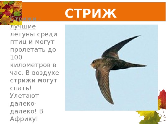 СТРИЖ Стрижи - лучшие летуны среди птиц и могут пролетать до 100 километров в час. В воздухе стрижи могут спать! Улетают далеко-далеко! В Африку! 
