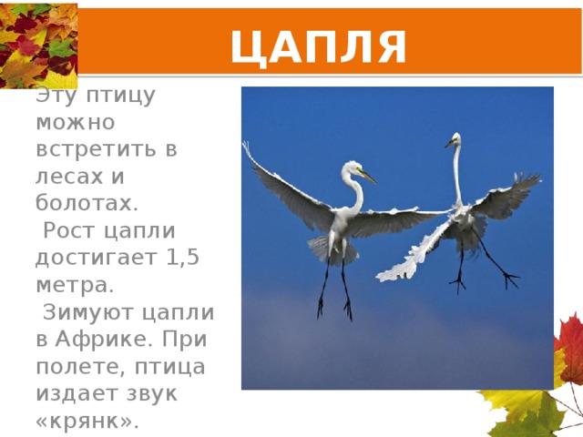 ЦАПЛЯ Эту птицу можно встретить в лесах и болотах.  Рост цапли достигает 1,5 метра.  Зимуют цапли в Африке. При полете, птица издает звук «крянк». 