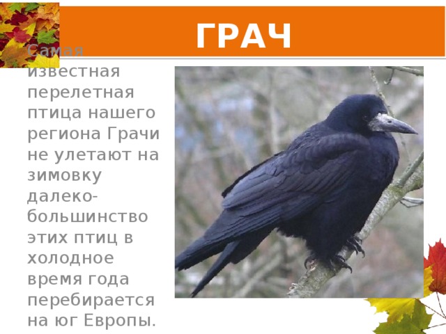 ГРАЧ Самая известная перелетная птица нашего региона Грачи не улетают на зимовку далеко- большинство этих птиц в холодное время года перебирается на юг Европы. 