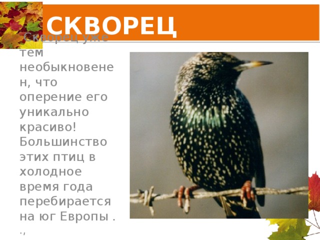 СКВОРЕЦ  Скворец уже тем необыкновенен, что оперение его уникально красиво! Большинство этих птиц в холодное время года перебирается на юг Европы . ., 