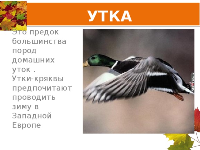 УТКА Это предок большинства пород домашних уток . Утки-кряквы предпочитают проводить зиму в Западной Европе 