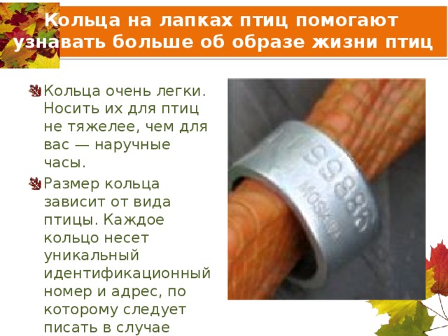 Кольца на лапках птиц помогают узнавать больше об образе жизни птиц Кольца очень легки. Носить их для птиц не тяжелее, чем для вас — наручные часы.  Размер кольца зависит от вида птицы. Каждое кольцо несет уникальный идентификационный номер и адрес, по которому следует писать в случае обнаружения кольца . 