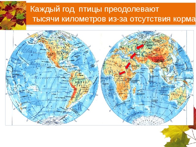 Каждый год птицы преодолевают  тысячи километров из-за отсутствия корма 