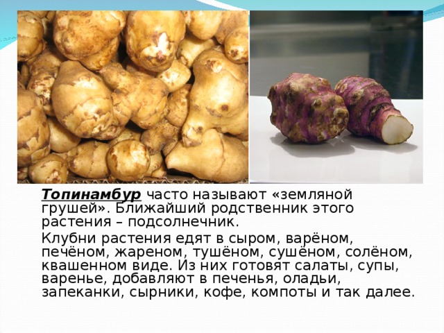  Топинамбур часто называют «земляной грушей». Ближайший родственник этого растения – подсолнечник.  Клубни растения едят в сыром, варёном, печёном, жареном, тушёном, сушёном, солёном, квашенном виде. Из них готовят салаты, супы, варенье, добавляют в печенья, оладьи, запеканки, сырники, кофе, компоты и так далее.  