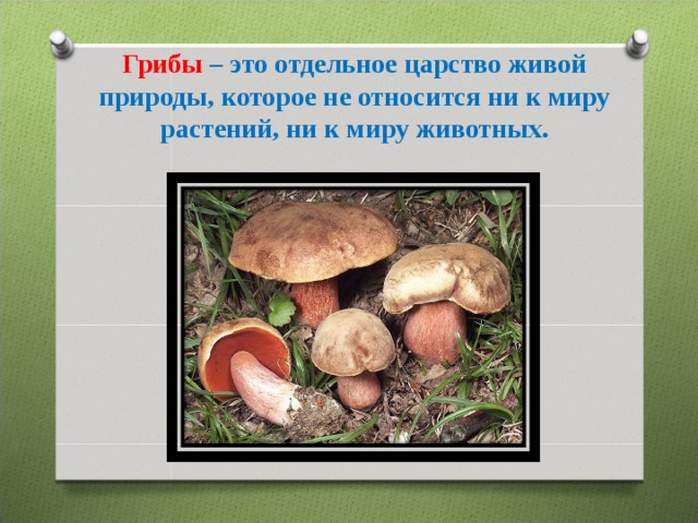 Грибы – это отдельное царство живой природы, которое не относится ни к миру растений, ни к миру животных.   