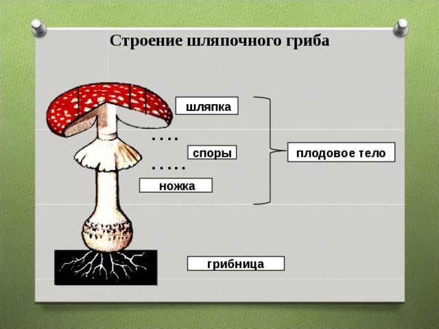 Строение шляпочного гриба  шляпка … . … .. плодовое тело споры  ножка грибница 