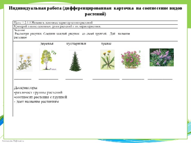 Индивидуальная работа (дифференцированная карточка на соотнесение видов растений) 