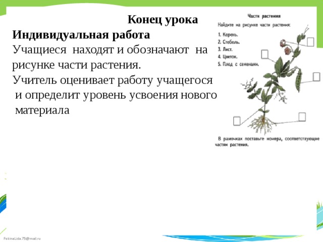 Конец урока Индивидуальная работа Учащиеся находят и обозначают на рисунке части растения. Учитель оценивает работу учащегося  и определит уровень усвоения нового  материала  