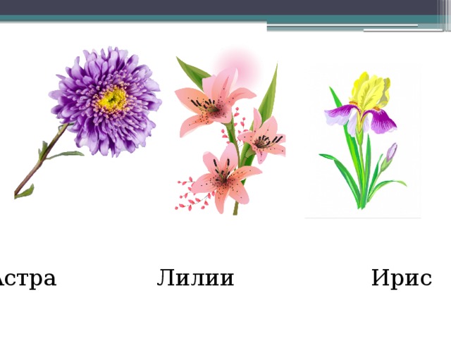Астра Лилии Ирис 