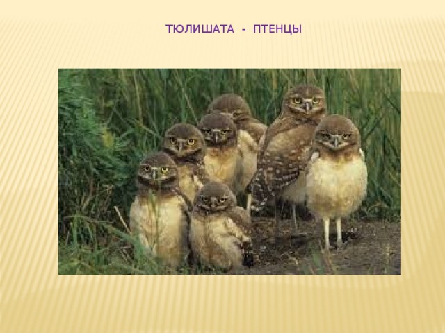 ТЮЛИШАТА - ПТЕНЦЫ 