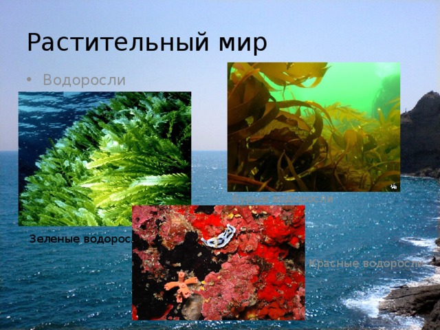 Растительный мир Водоросли Бурые водоросли  Зеленые водоросли Красные водоросли 