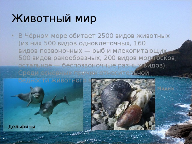 Животный мир В Чёрном море обитает 2500 видов животных (из них 500 видов одноклеточных, 160 видов позвоночных — рыб и млекопитающих, 500 видов ракообразных, 200 видов моллюсков, остальное — беспозвоночные разных видов). Среди основных причин относительной бедности животного мира моря. Мидии Дельфины 