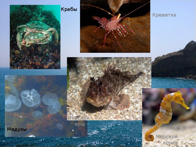 Крабы Креветка Морской ерш Медузы Морской конек 