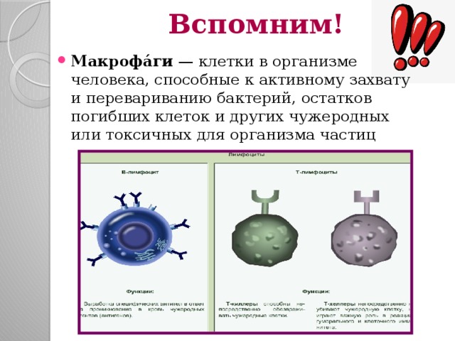 Вспомним! Макрофáги  — клетки в организме человека, способные к активному захвату и перевариванию бактерий, остатков погибших клеток и других чужеродных или токсичных для организма частиц 