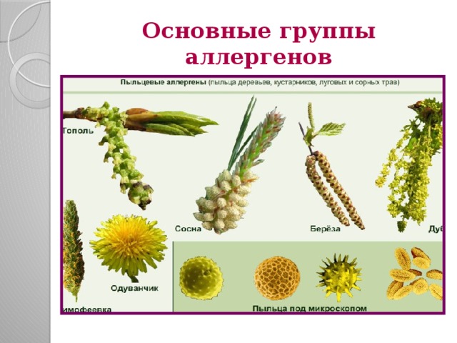 Основные группы аллергенов 
