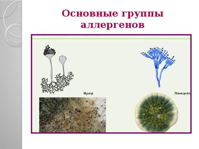Основные группы аллергенов 