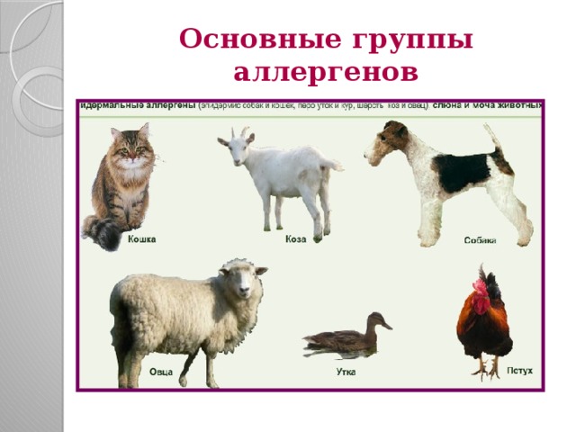 Основные группы аллергенов 