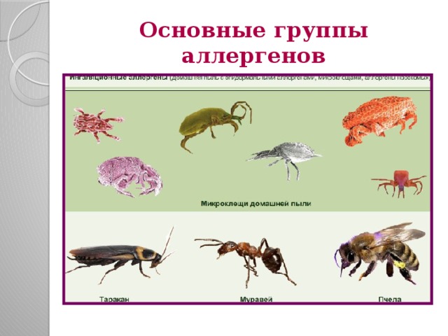 Основные группы аллергенов 