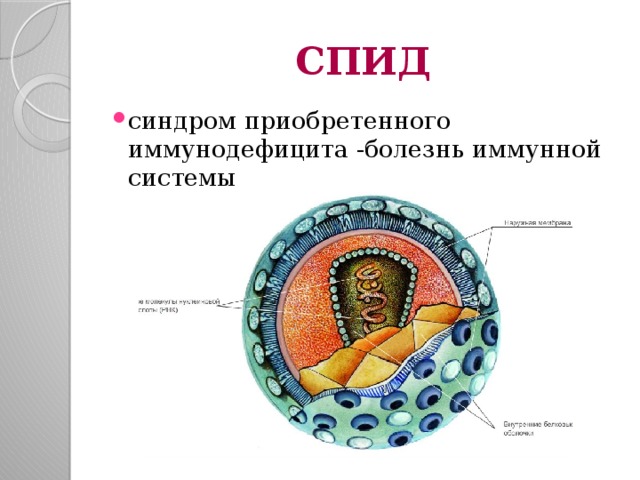 СПИД синдром приобретенного иммунодефицита -болезнь иммунной системы 