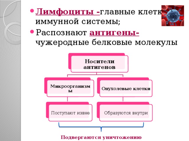 Лимфоциты - главные клетки иммунной системы; Распознают антигены- чужеродные белковые молекулы Носители антигенов Опухолевые клетки Микроорганизмы Поступают извне Образуются внутри Подвергаются уничтожению 