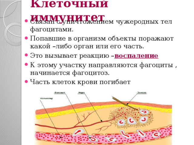 Клеточный иммунитет Связан с уничтожением чужеродных тел фагоцитами. Попавшие в организм объекты поражают какой –либо орган или его часть. Это вызывает реакцию – воспаление К этому участку направляются фагоциты , начинается фагоцитоз. Часть клеток крови погибает  