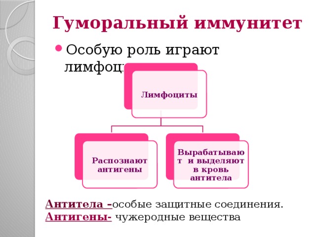 Гуморальный иммунитет Особую роль играют лимфоциты Лимфоциты Распознают антигены Вырабатывают и выделяют в кровь антитела Антитела – особые защитные соединения. Антигены- чужеродные вещества 