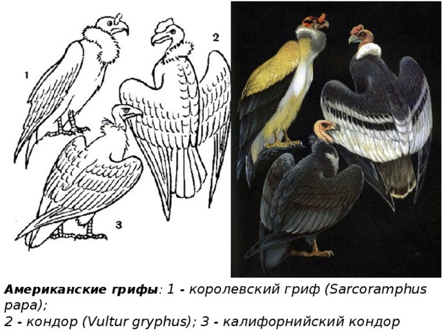 Американские грифы : 1 - королевский гриф (Sarcoramphus papa); 2 - кондор (Vultur gryphus); 3 - калифорнийский кондор (Gymnogyps californianus) 