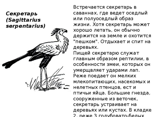 Встречается секретарь в саваннах, где ведет оседлый или полуоседлый образ жизни. Хотя секретарь может хорошо летать, он обычно держится на земле и охотится 